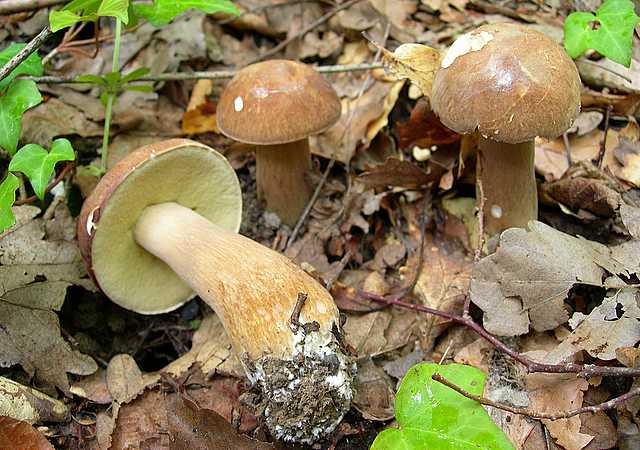 2005 :  Un anno di funghi